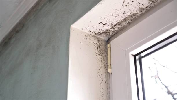 Best Attic Mold Removal  in Forest Acres, SC