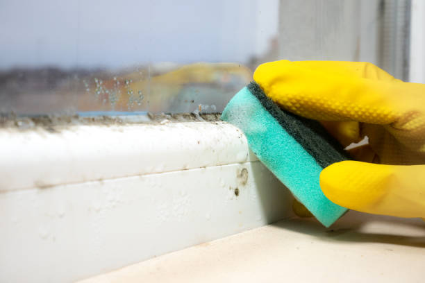 Mold Testing and Removal in Forest Acres, SC