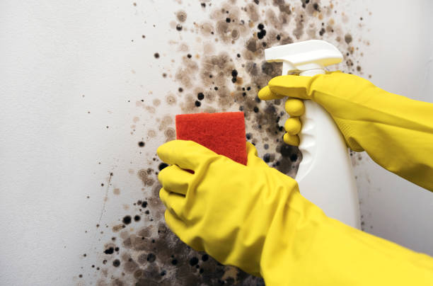 Mold Removal and Inspection in Forest Acres, SC