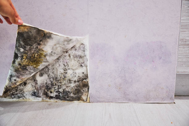 Home Mold Removal in Forest Acres, SC